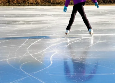 Illustration lobe - Image 1