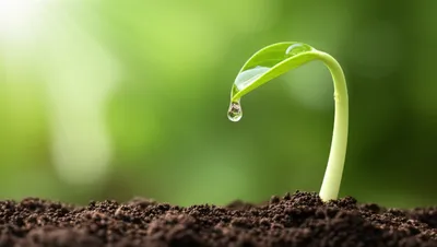 Illustration grow - Image 1