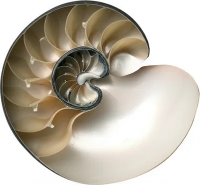 Illustration evolute - Image 1