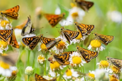 Illustration aces - Image 1