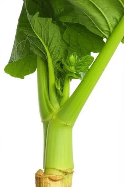 Illustration stales - Image 1