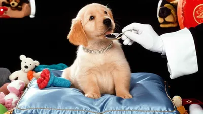 Illustration spoilt - Image 1