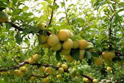 Illustration fruitful - Image 2