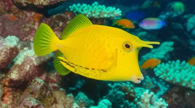 Illustration cowfish - Image 1