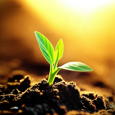 Illustration sprit - Image 1