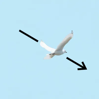 Illustration wingspan