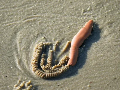 Illustration lobworm - Image 1