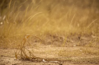 Illustration grasses - Image 1