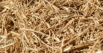 Illustration shives - Image 1