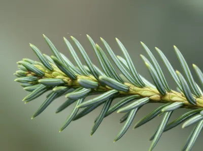 Illustration needle - Image 1