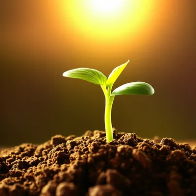 Illustration elevated