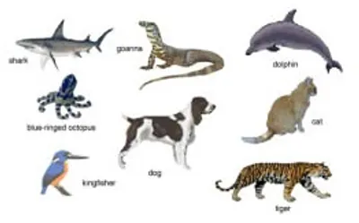 Illustration carnivorous - Image 2