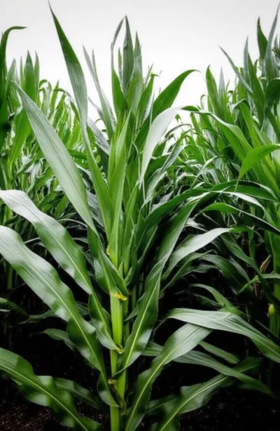 Illustration forked - Image 1