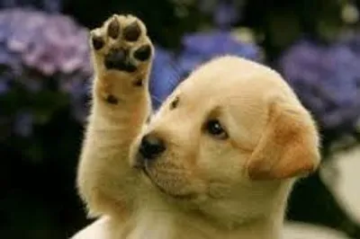 Illustration paw - Image 2