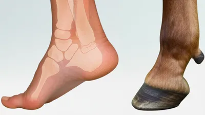 Illustration hooves - Image 1