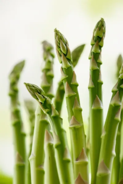 Illustration spears - Image 1