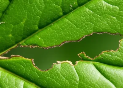 Illustration mines - Image 1