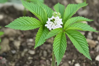 Illustration herb - Image 1