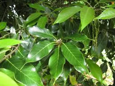 Illustration laurel - Image 4