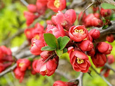 Illustration flowered - Image 2