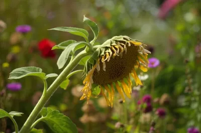 Illustration incapacitated