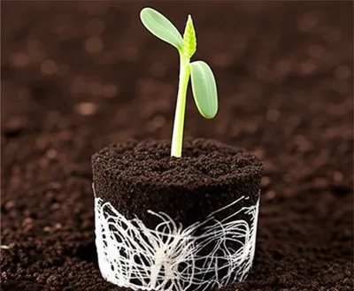 Illustration embedded