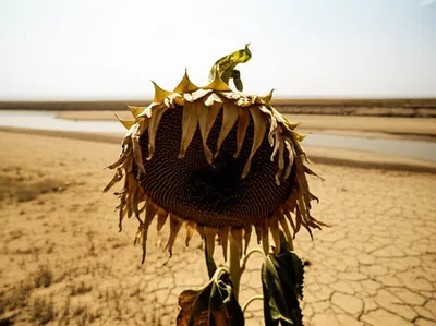 Illustration sagged - Image 1