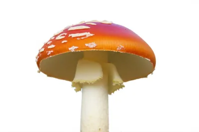 Illustration pileus - Image 1