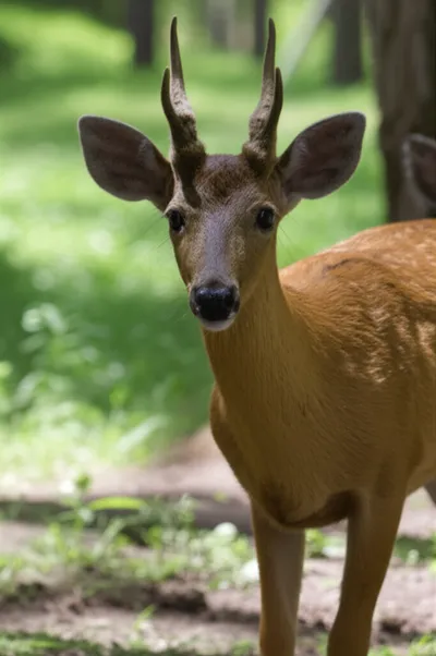 Illustration horny - Image 1