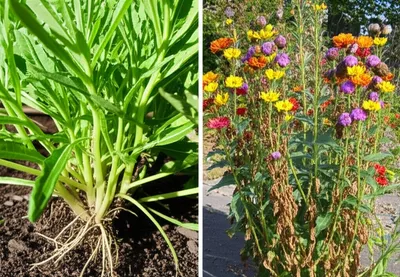 Illustration biennial