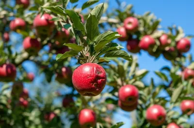 Illustration tumble - Image 1