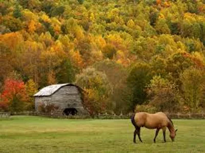 Illustration temperate - Image 3