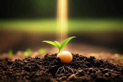 Illustration origin - Image 1