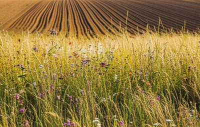 Illustration unploughed