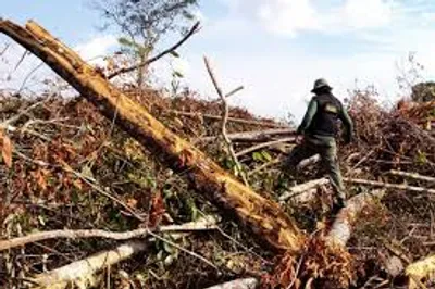 Illustration deforestation - Image 2