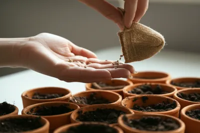 Illustration dealt - Image 1