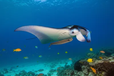 Illustration suckerfish