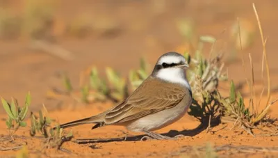 Illustration whiteface - Image 1