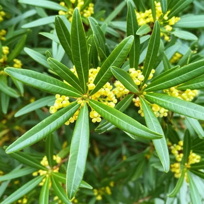 Illustration laurels