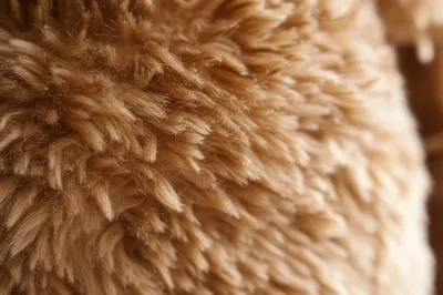 Illustration furred - Image 1