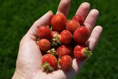 Illustration handful - Image 2