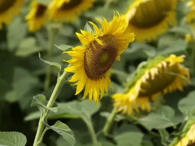 Illustration leans - Image 1