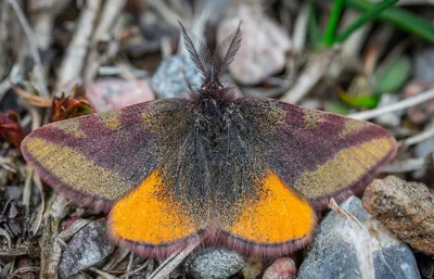 Illustration underwings - Image 2