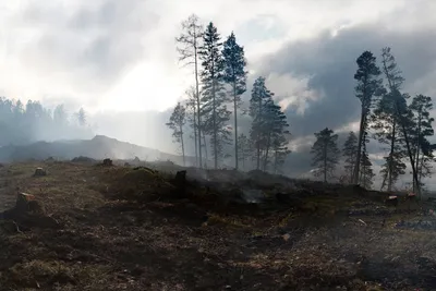 Illustration conflagration - Image 2