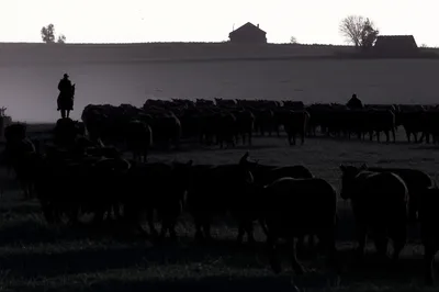 Illustration rustle - Image 1