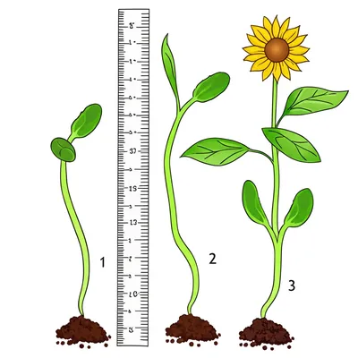 Illustration measurable