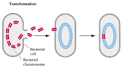 Illustration transformation - Image 2