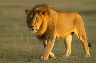 Illustration leopards - Image 1