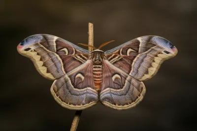 Illustration geometrid