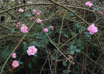 Illustration brier - Image 1